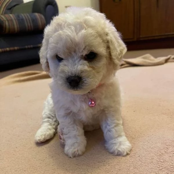 cuccioli di bichon frisé | Foto 0