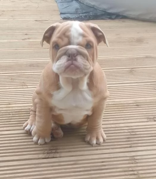 cuccioli di bulldog inglese | Foto 1