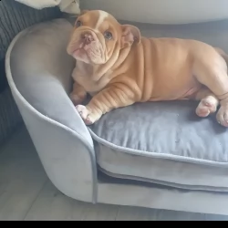 cuccioli di bulldog inglese