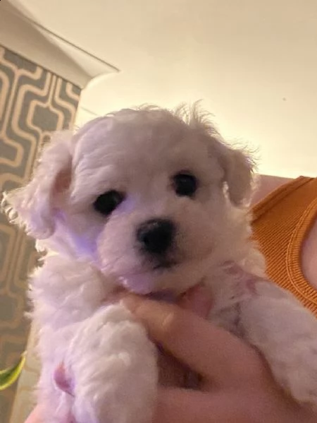 cuccioli di bichon frisé