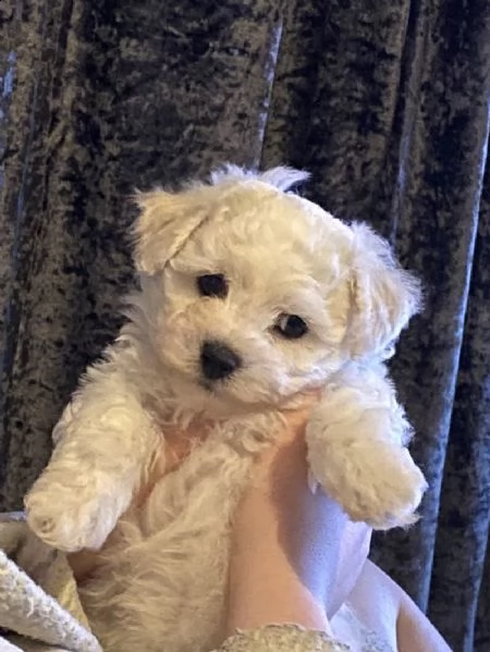 cuccioli di bichon frisé | Foto 0