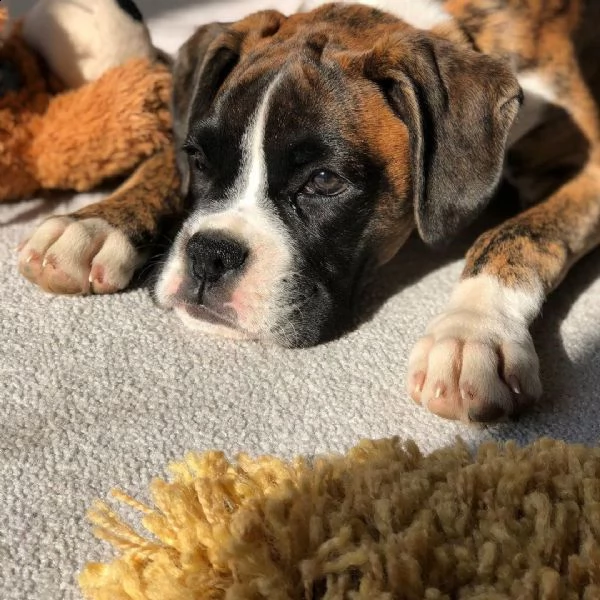 cuccioli di boxer