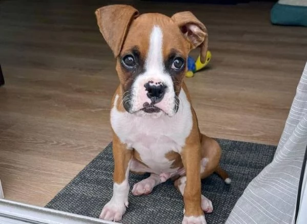 cuccioli di boxer | Foto 0