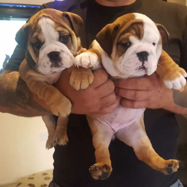 cuccioli di bulldog inglese