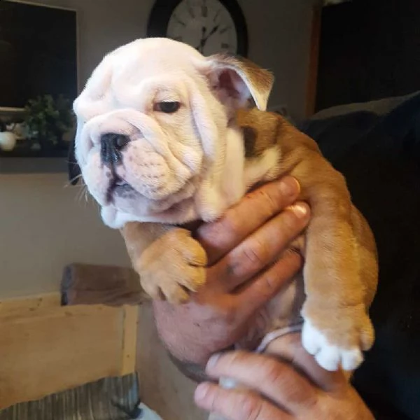 cuccioli di bulldog inglese | Foto 3