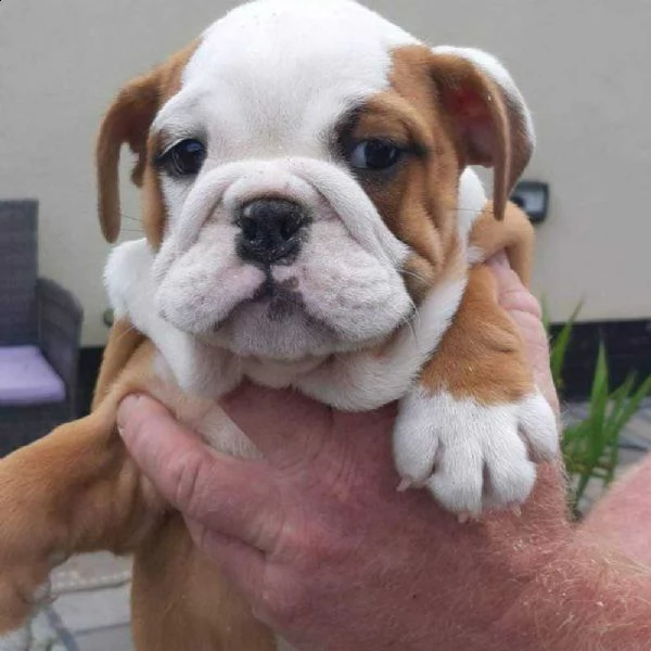 cuccioli di bulldog inglese | Foto 1