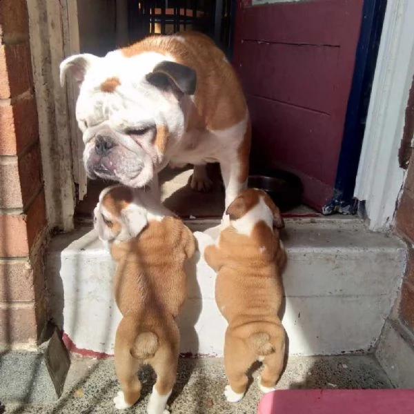 cuccioli di bulldog inglese | Foto 0