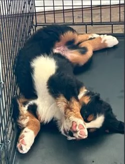 cuccioli di montagna bernese