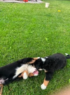 cuccioli di montagna bernese | Foto 5