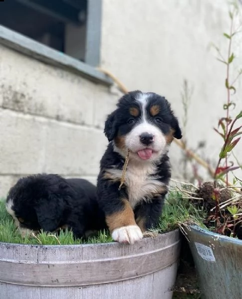 cuccioli di montagna bernese | Foto 4