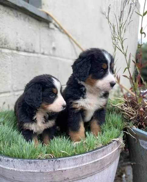 cuccioli di montagna bernese | Foto 3