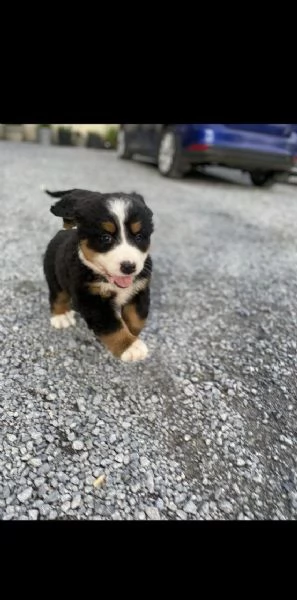 cuccioli di montagna bernese | Foto 2