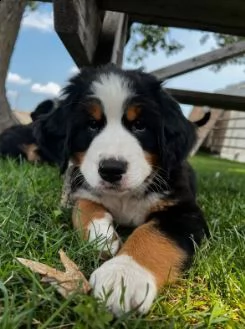 cuccioli di montagna bernese | Foto 1