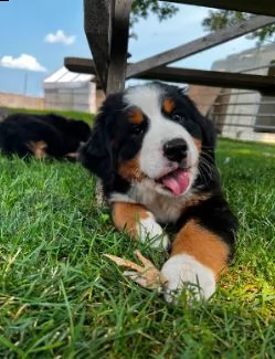 cuccioli di montagna bernese | Foto 0