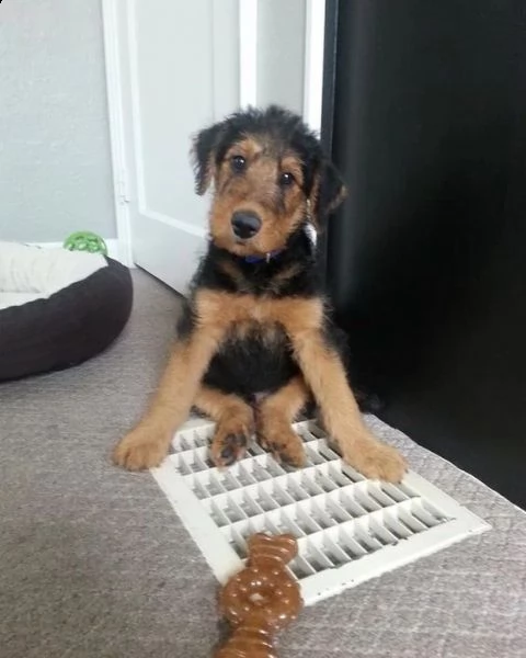 cuccioli di airedale terrier