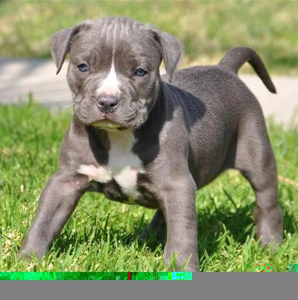 regalo cuccioli di pitbull 