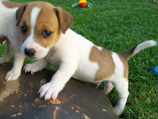 regalo adorabili cuccioli di jack russel femminucce e maschietti