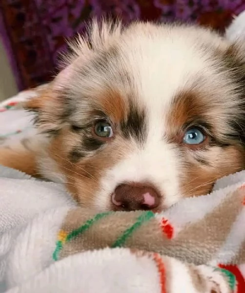 australian shepherd puppies looking for loving homes | Foto 2