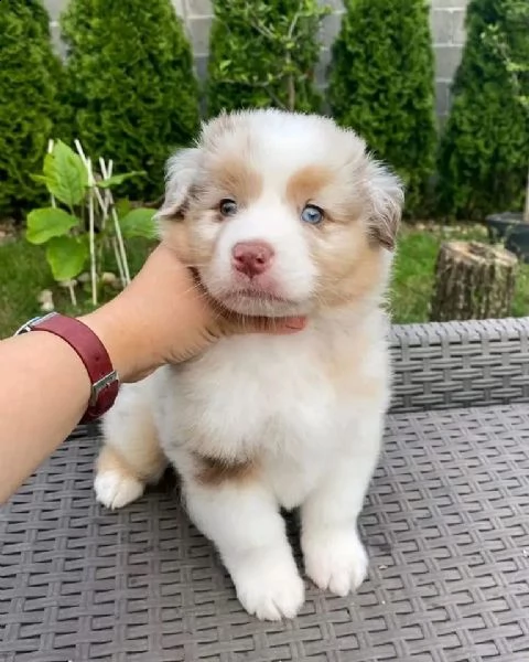 australian shepherd puppies looking for loving homes | Foto 0