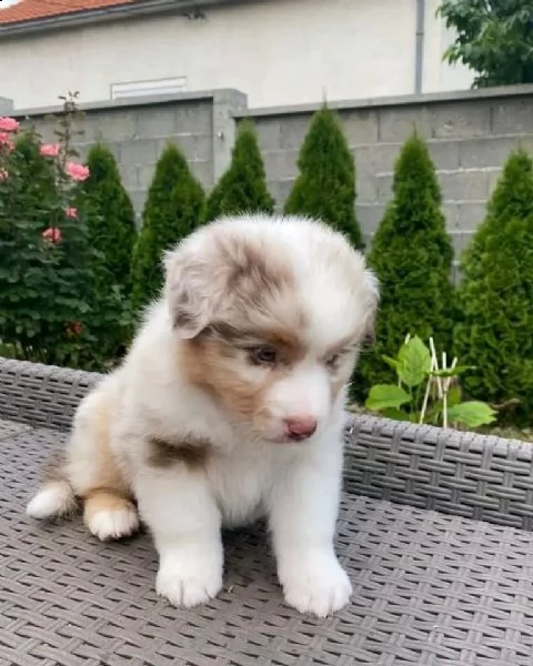 australian shepherd puppies looking for loving homes