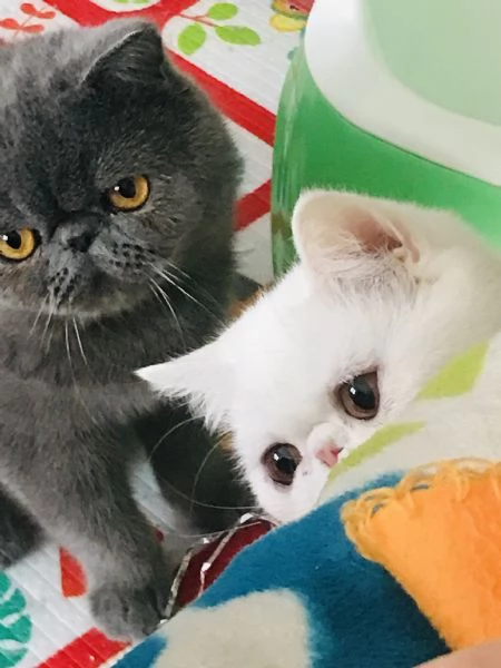 Cuccioli exotic shorthair 