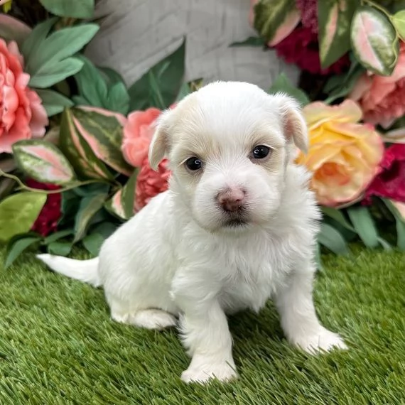 regalo cuccioli dolce e bella havanese