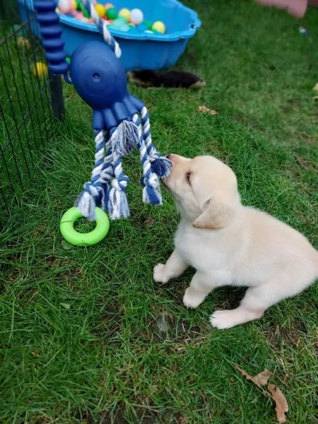 splendidi e dolcissimi cuccioli labrador