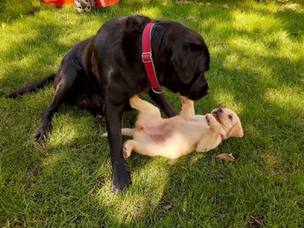 splendidi e dolcissimi cuccioli labrador | Foto 1