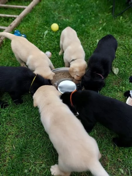 splendidi e dolcissimi cuccioli labrador | Foto 0