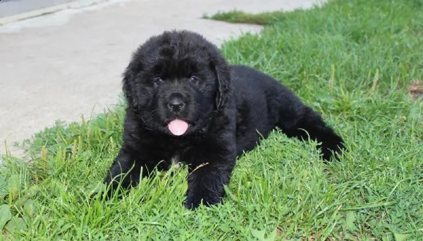 cuccioli di cane di terranova | Foto 1