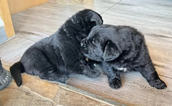 cuccioli di cane di terranova | Foto 0