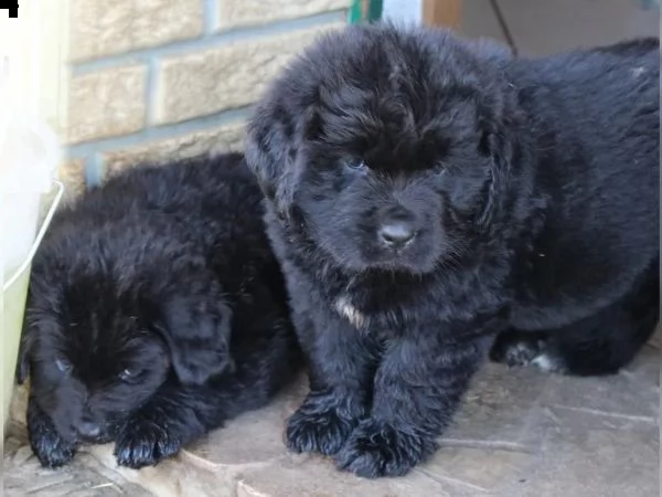 cuccioli di cane di terranova