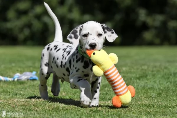 cuccioli dalmata con prestigioso pedigree