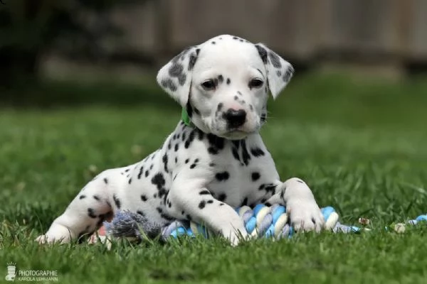 cuccioli dalmata con prestigioso pedigree | Foto 0