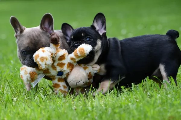 cuccioli di bulldog francese in nero focato e zibellino blu fulvo