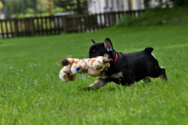 cuccioli di bulldog francese in nero focato e zibellino blu fulvo | Foto 2