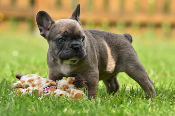 cuccioli di bulldog francese in nero focato e zibellino blu fulvo | Foto 1