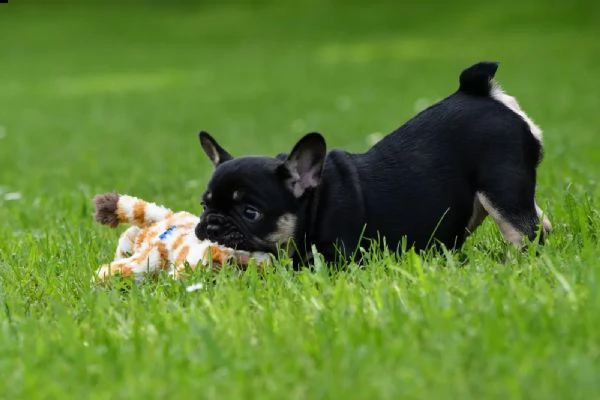 cuccioli di bulldog francese in nero focato e zibellino blu fulvo | Foto 0