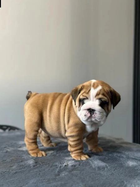 cucciola di bulldog inglese | Foto 2