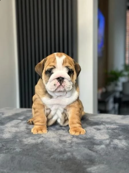 cucciola di bulldog inglese | Foto 0