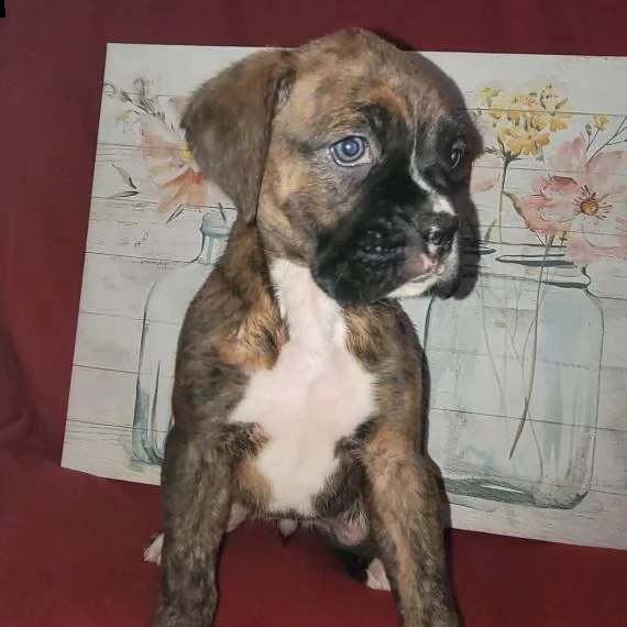 cuccioli di boxer | Foto 1