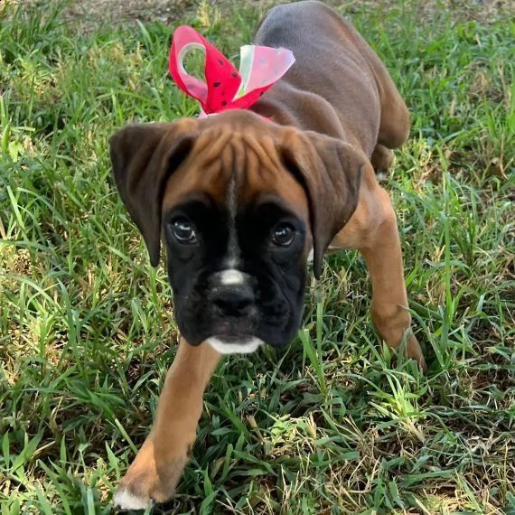 cuccioli di boxer