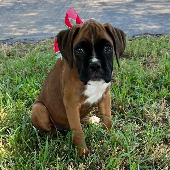 cuccioli di boxer | Foto 0