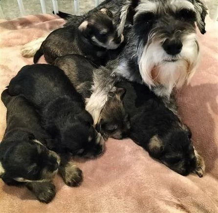 cuccioli di schnauzer nano | Foto 3