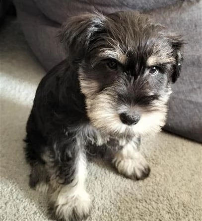 cuccioli di schnauzer nano | Foto 2