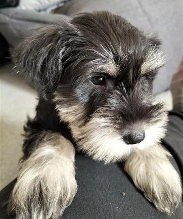 cuccioli di schnauzer nano | Foto 1