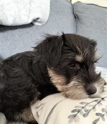 cuccioli di schnauzer nano