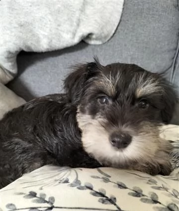 cuccioli di schnauzer nano | Foto 0