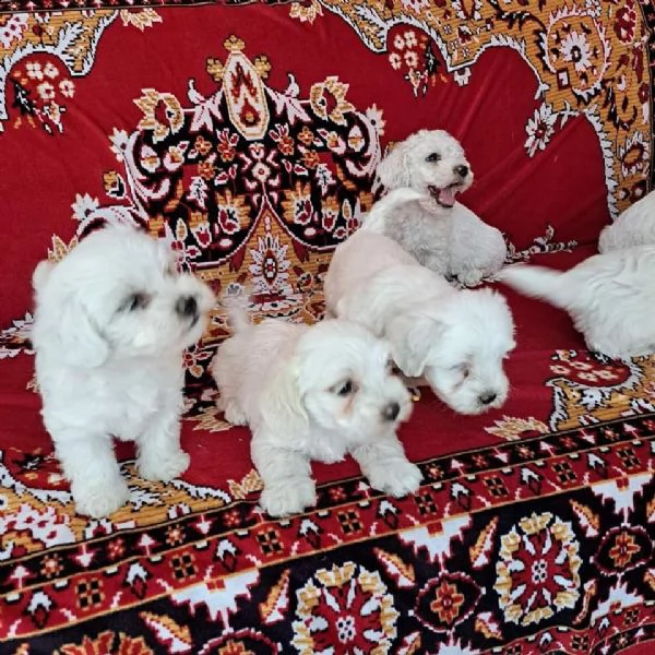 cuccioli di bichon frise