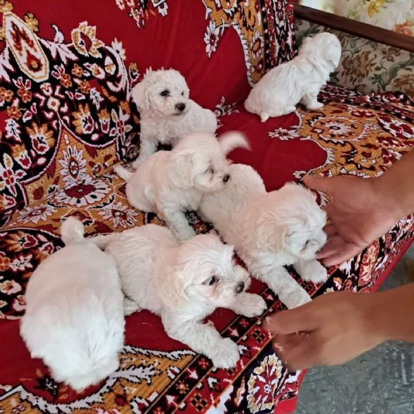 cuccioli di bichon frise | Foto 1